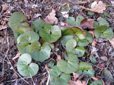 Image of European wild ginger