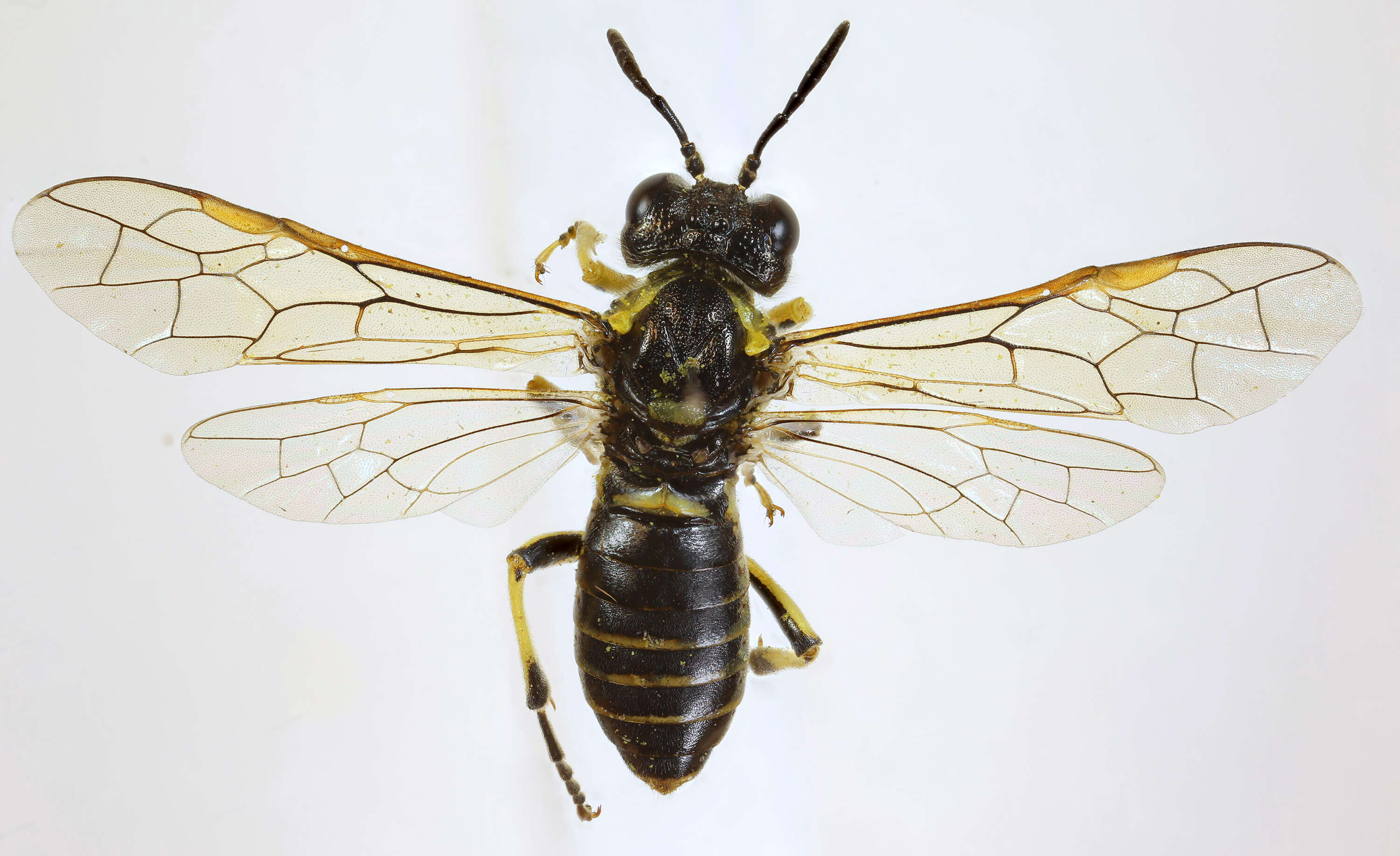 Image of <i>Tenthredo brevicornis</i>