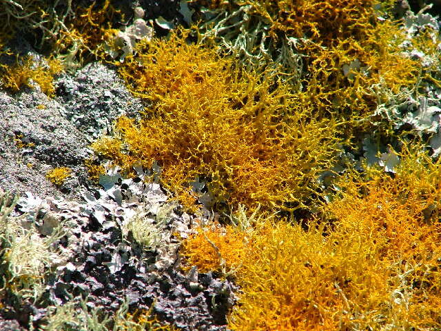 Image of teloschistes lichen