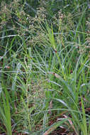 Image of panicled bulrush