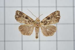 Image de Callopistria rivularis Walker 1857