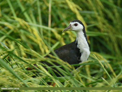 Image of White-breasted Waterhen