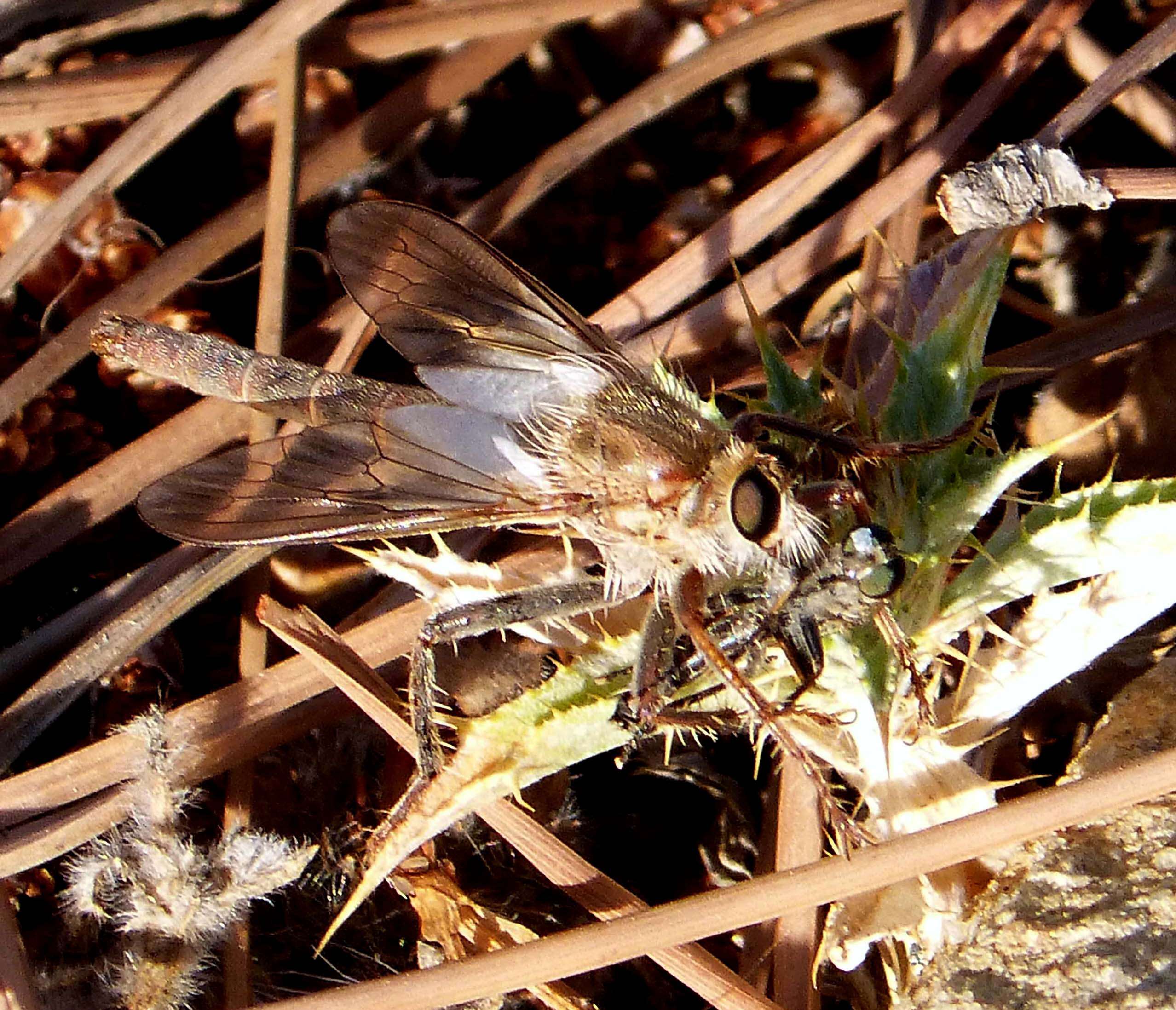 Image of Pamponerus germanicus (Linnaeus 1758)