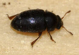 Image of Nettle Pollen Beetle