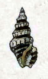 Image of Pilsbryspira cinerea (Weinkauff 1876)