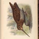 Image of Imperial Snipe
