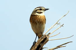 Image of Whinchat