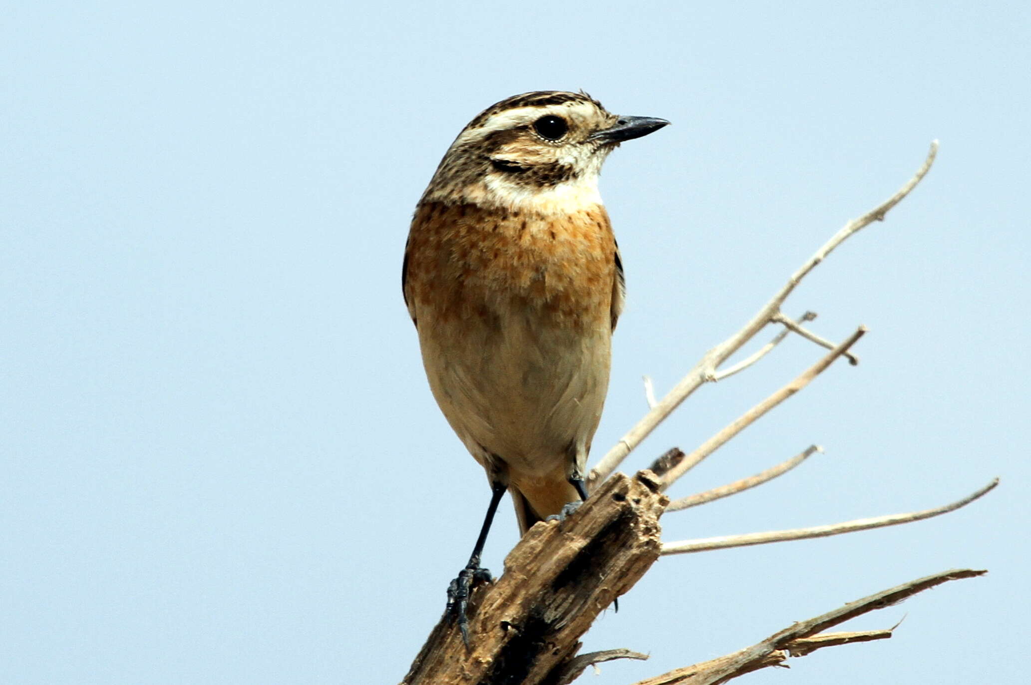 Image of Whinchat