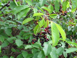 Image of black cherry