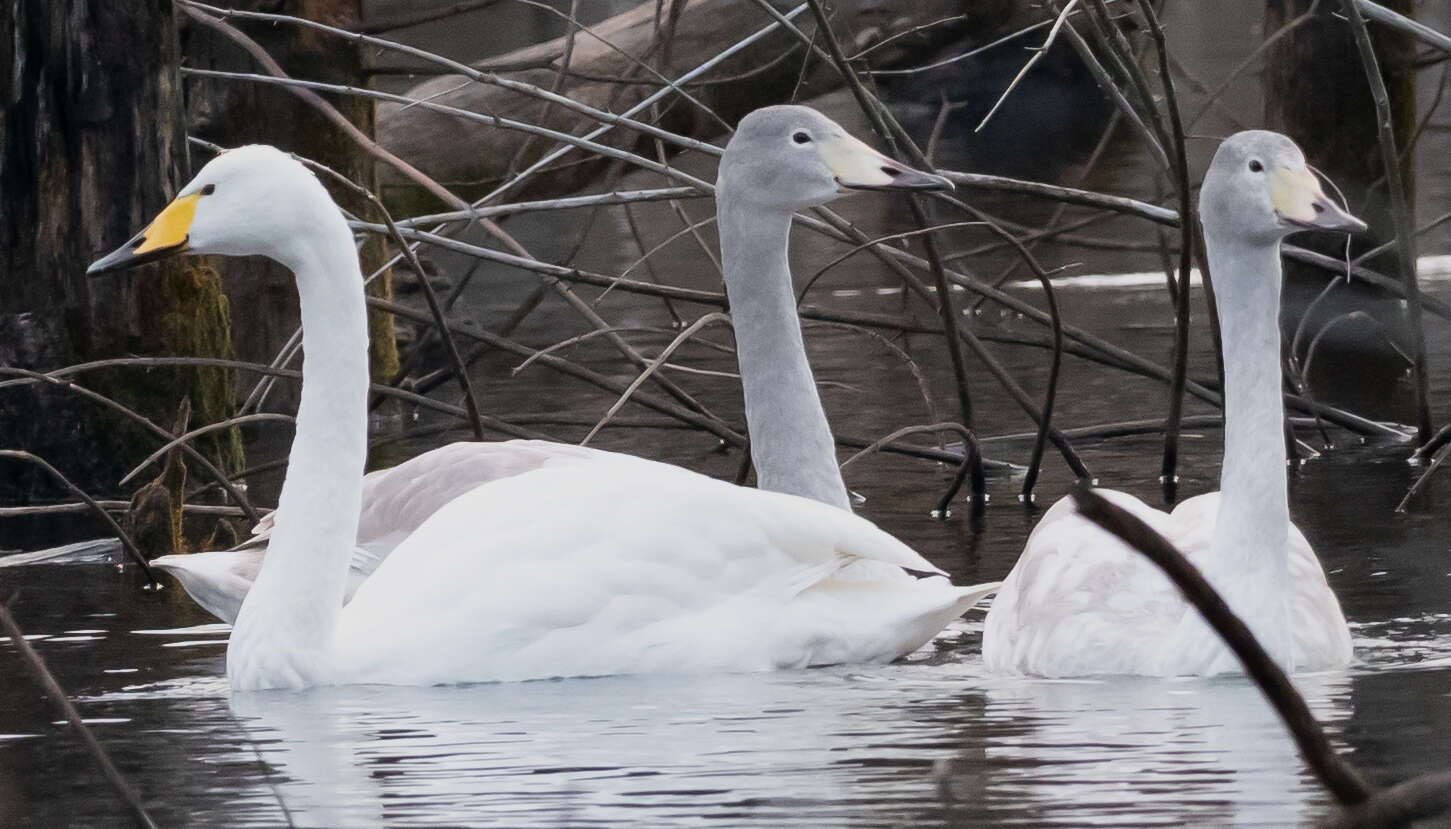 Image de Cygne chanteur