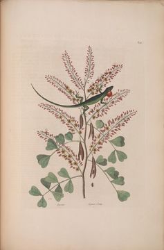 Image of bloodwoodtree