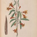 Image of Bigonia americana capreolis donata siliqua breviore