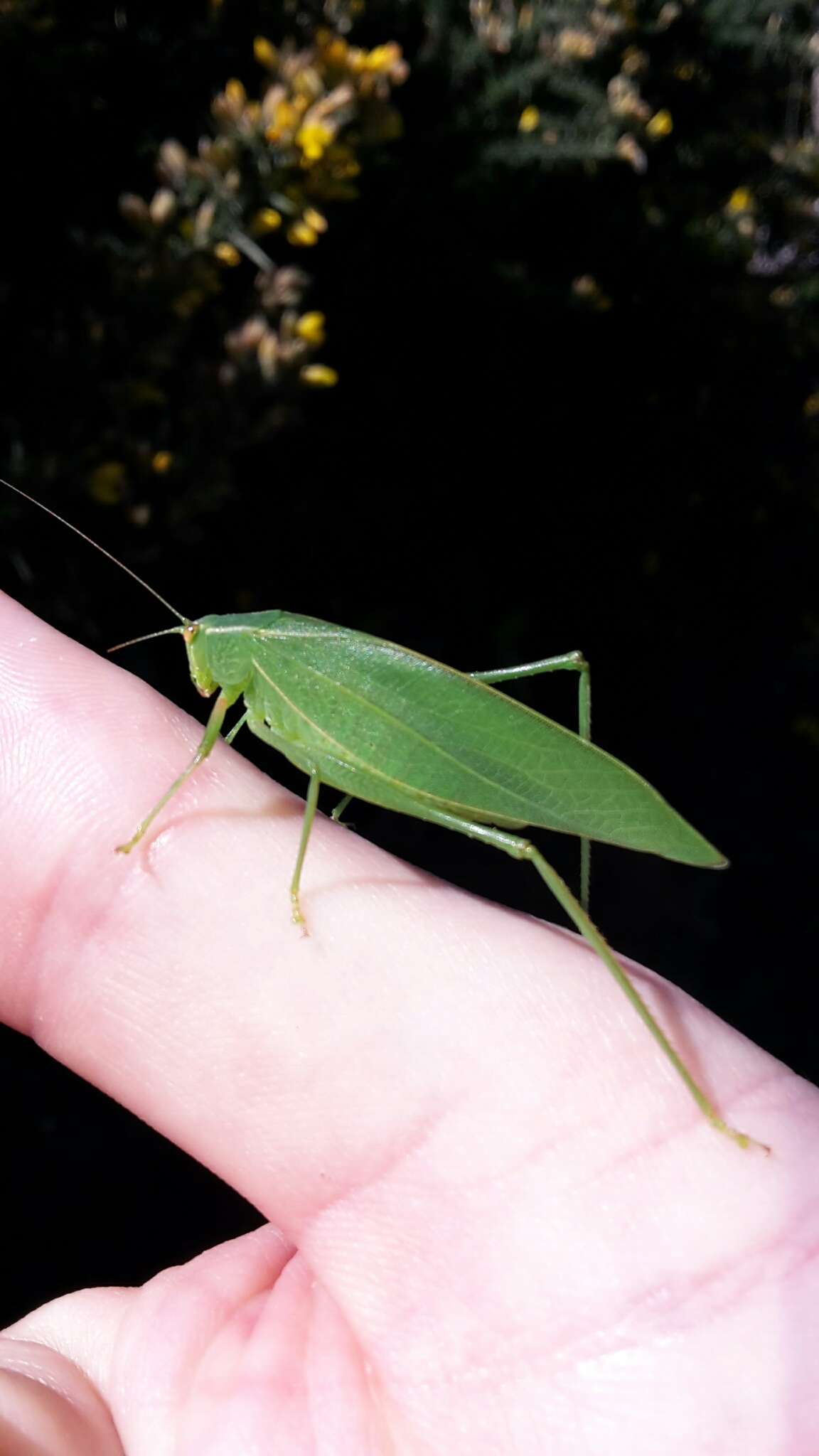 Image of Caedicia simplex (Walker & F. 1869)