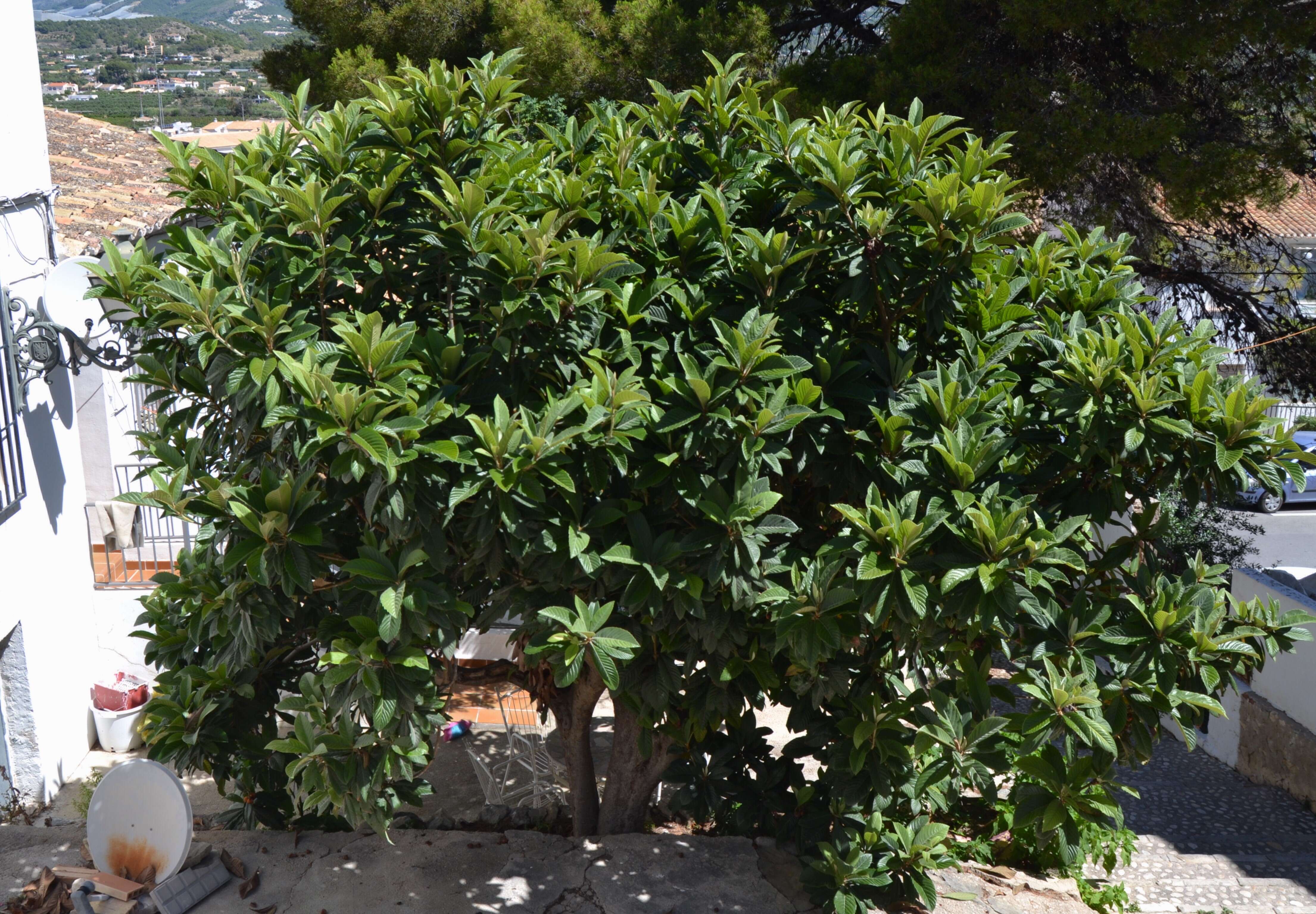 Image of loquat