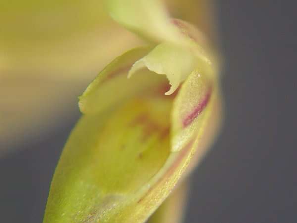 Imagem de Acianthera gracilis (Barb. Rodr.) F. Barros & L. R. S. Guim.