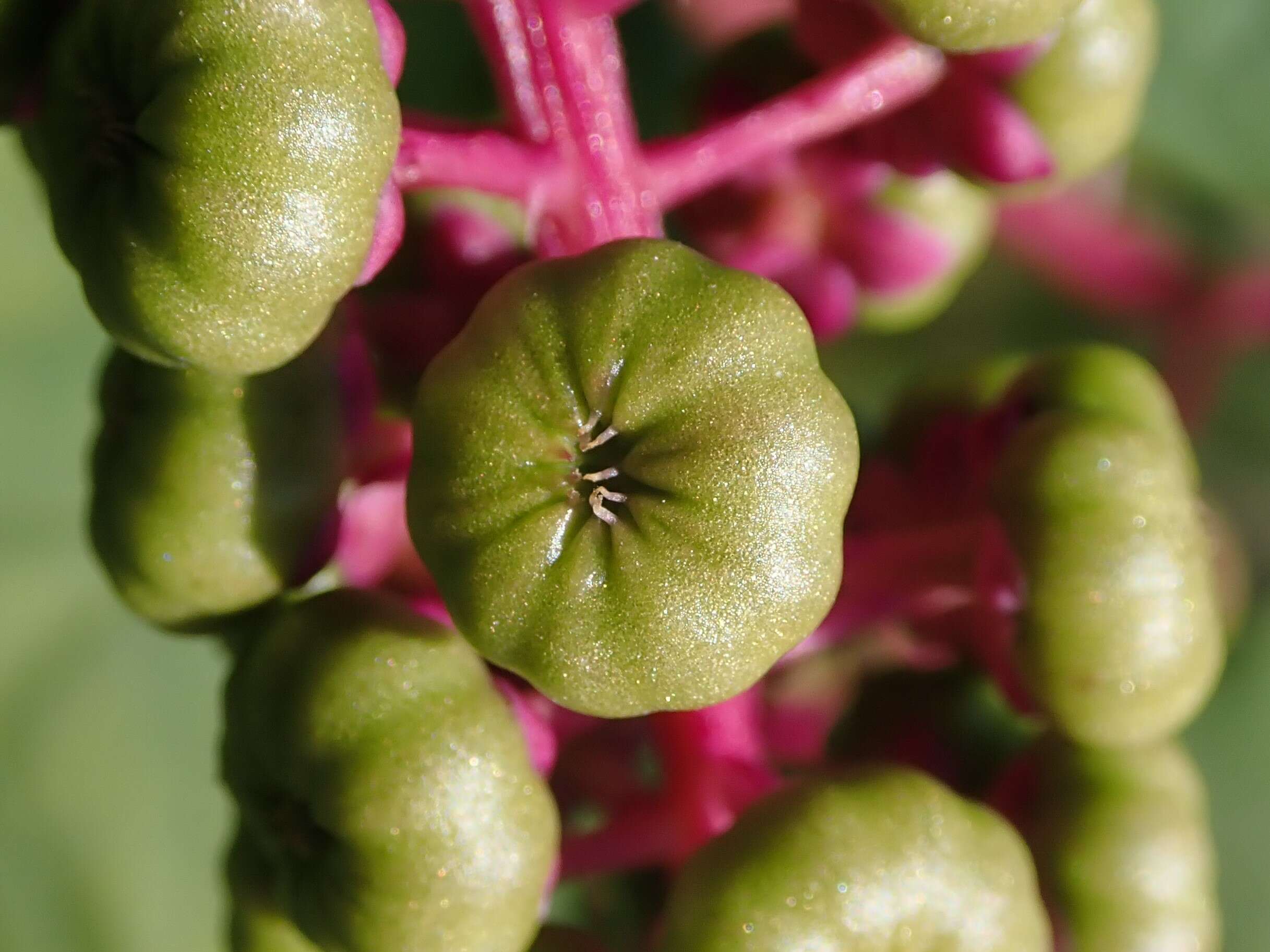 Image of American Nightshade