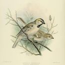 Image of Saxaul sparrow