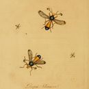 Image of Diopsis ichneumonea Linnaeus 1775