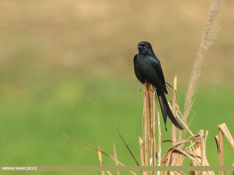 Image of Black Drongo