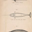 Image of Narwhal