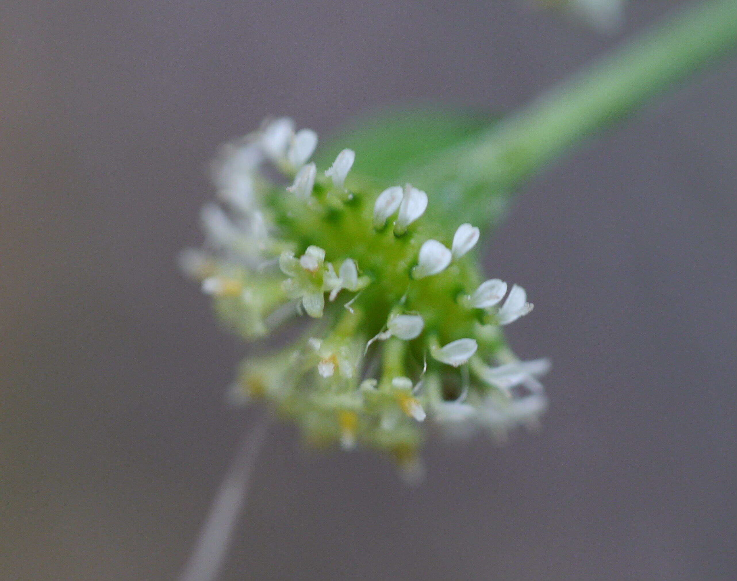 صورة Aster verticillatus (Reinw.) Brouillet, Semple & Y. L. Chen