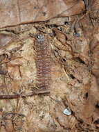 Image of Flat-backed millipede