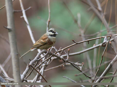 Image of Chestnut-breasted Bunting