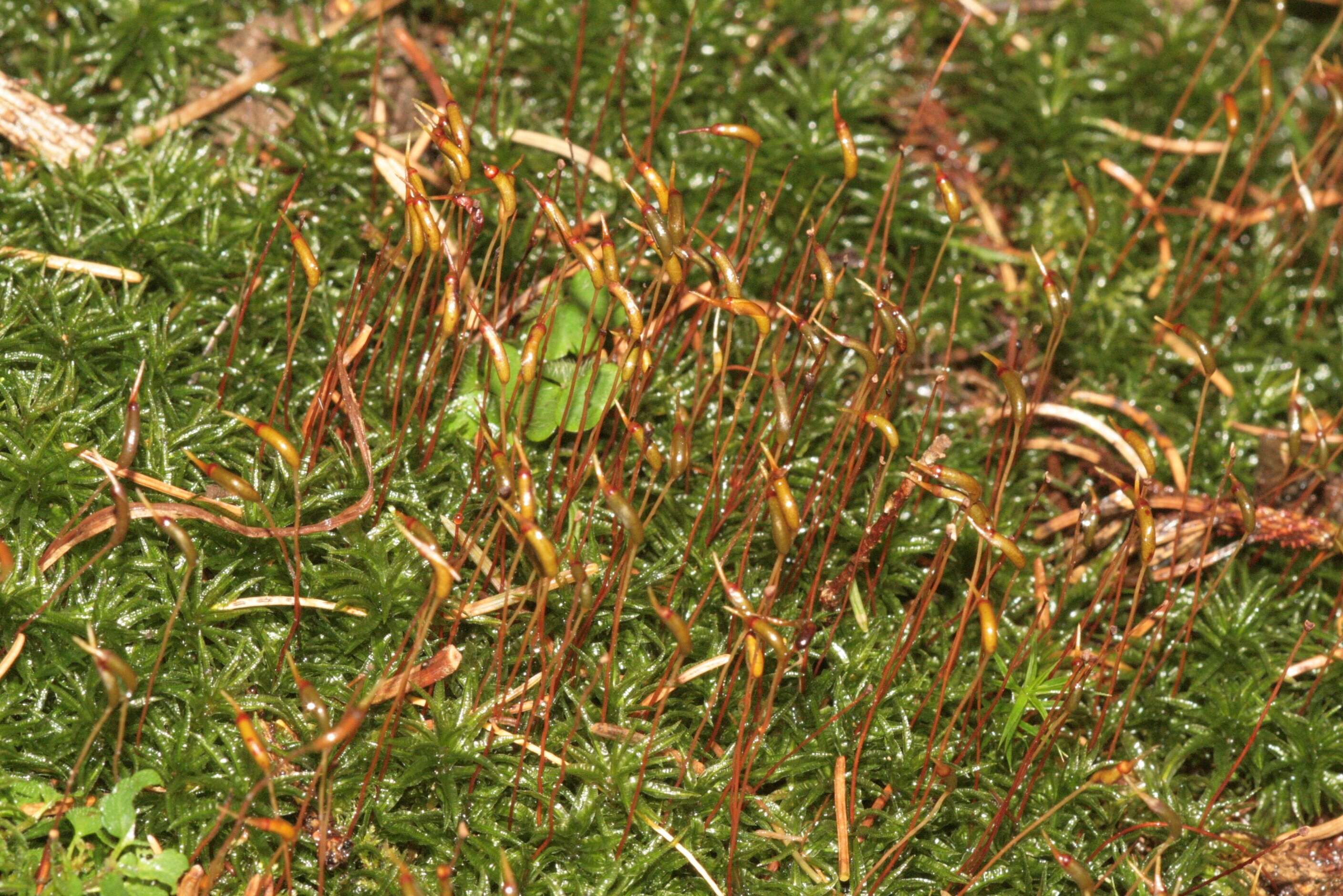 Image of undulate atrichum moss