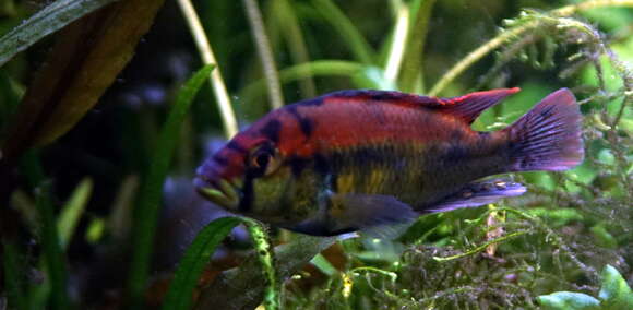 Image de Haplochromis aeneocolor Greenwood 1973