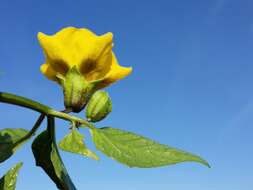 Physalis philadelphica Lam. resmi