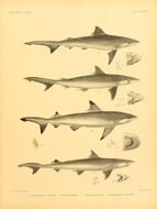 Image of Spottail Shark