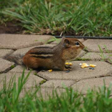 Image of Siberian Chipmunk