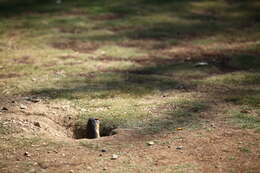 Image of Columbian ground squirrel