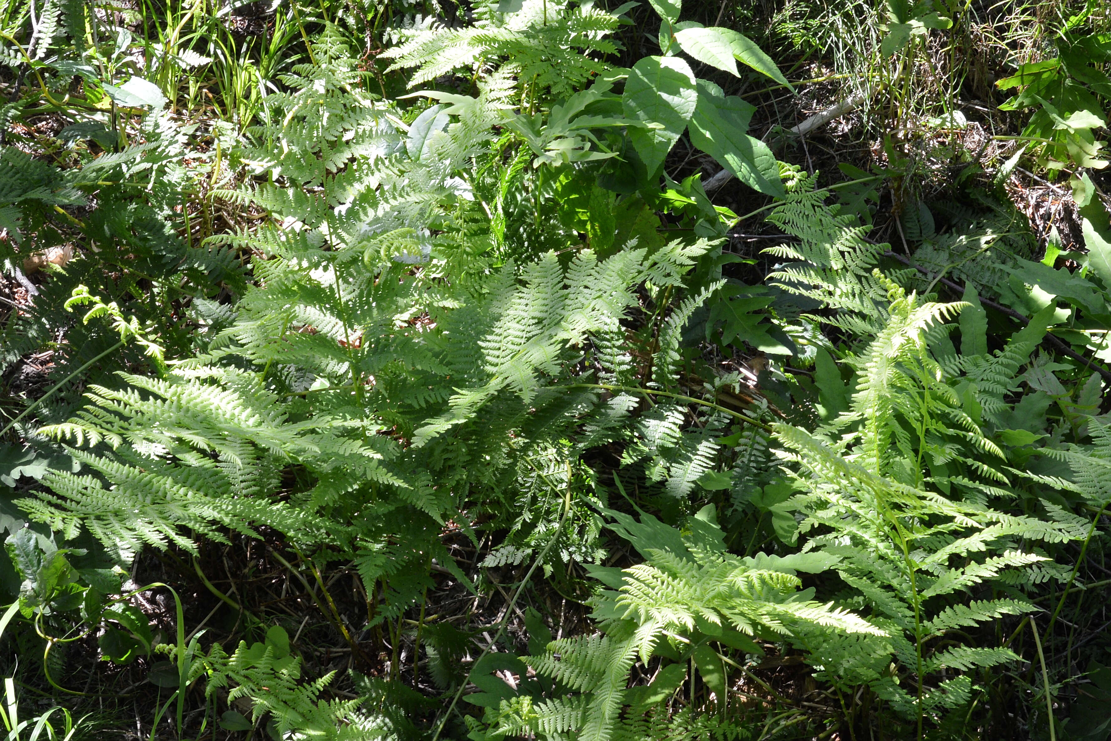 Image of Northern Lady Fern