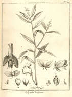 Image of Milkwort