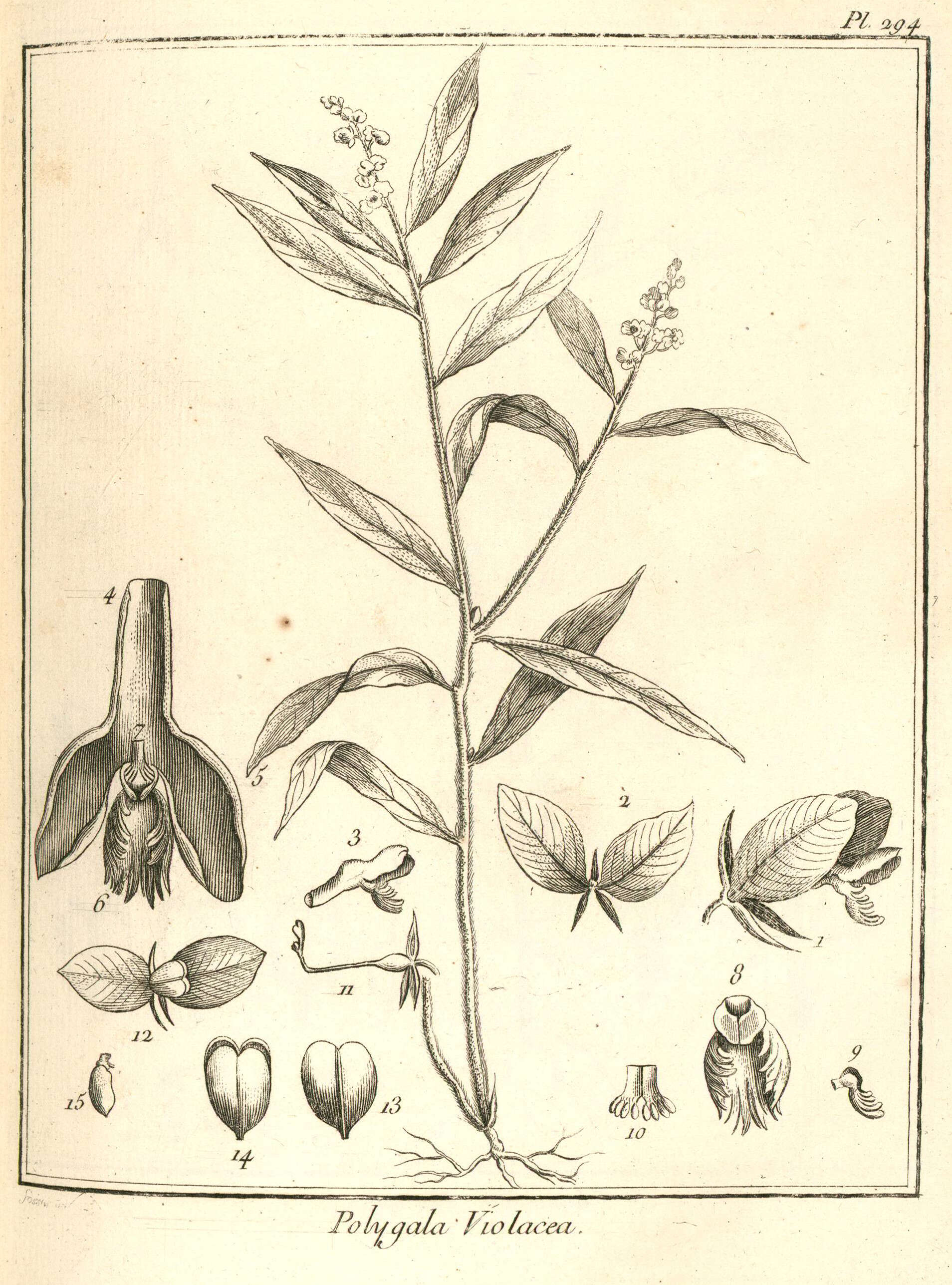 Image of Milkwort