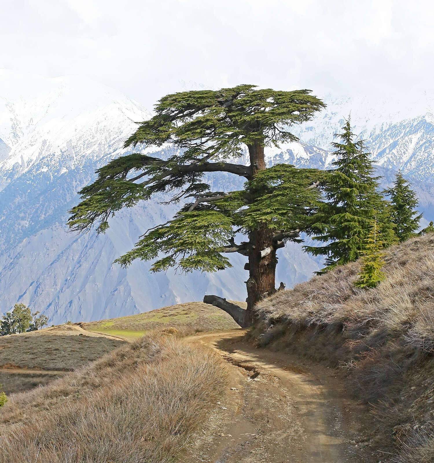 Image of Deodar cedar