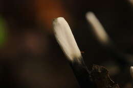 Image of Candle-snuff Fungus