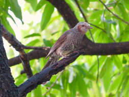 Image of Brown-eared Bulbul