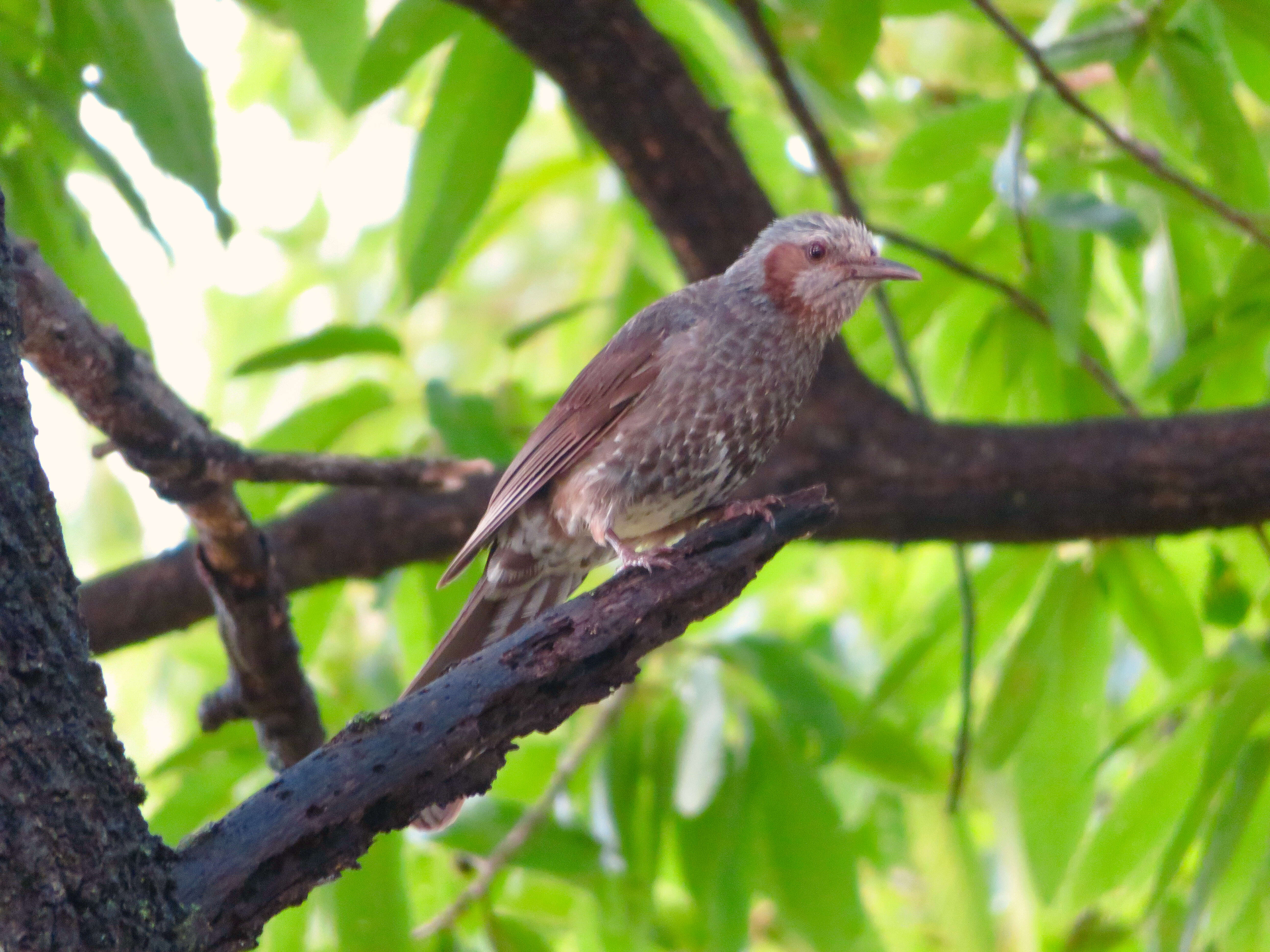 Image of Brown-eared Bulbul