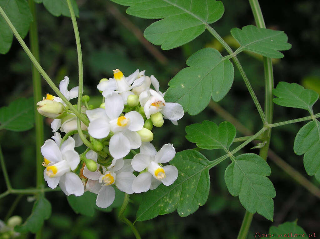 Image of balloonvine