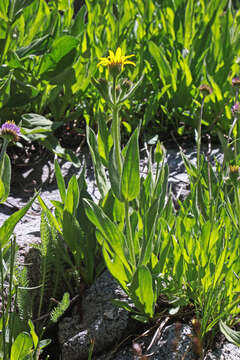 Image of hairy arnica