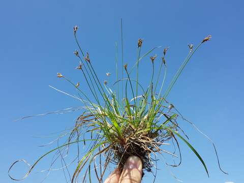 Image of Carex ornithopoda Willd.