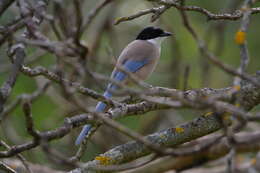 Image of Iberian Magpie