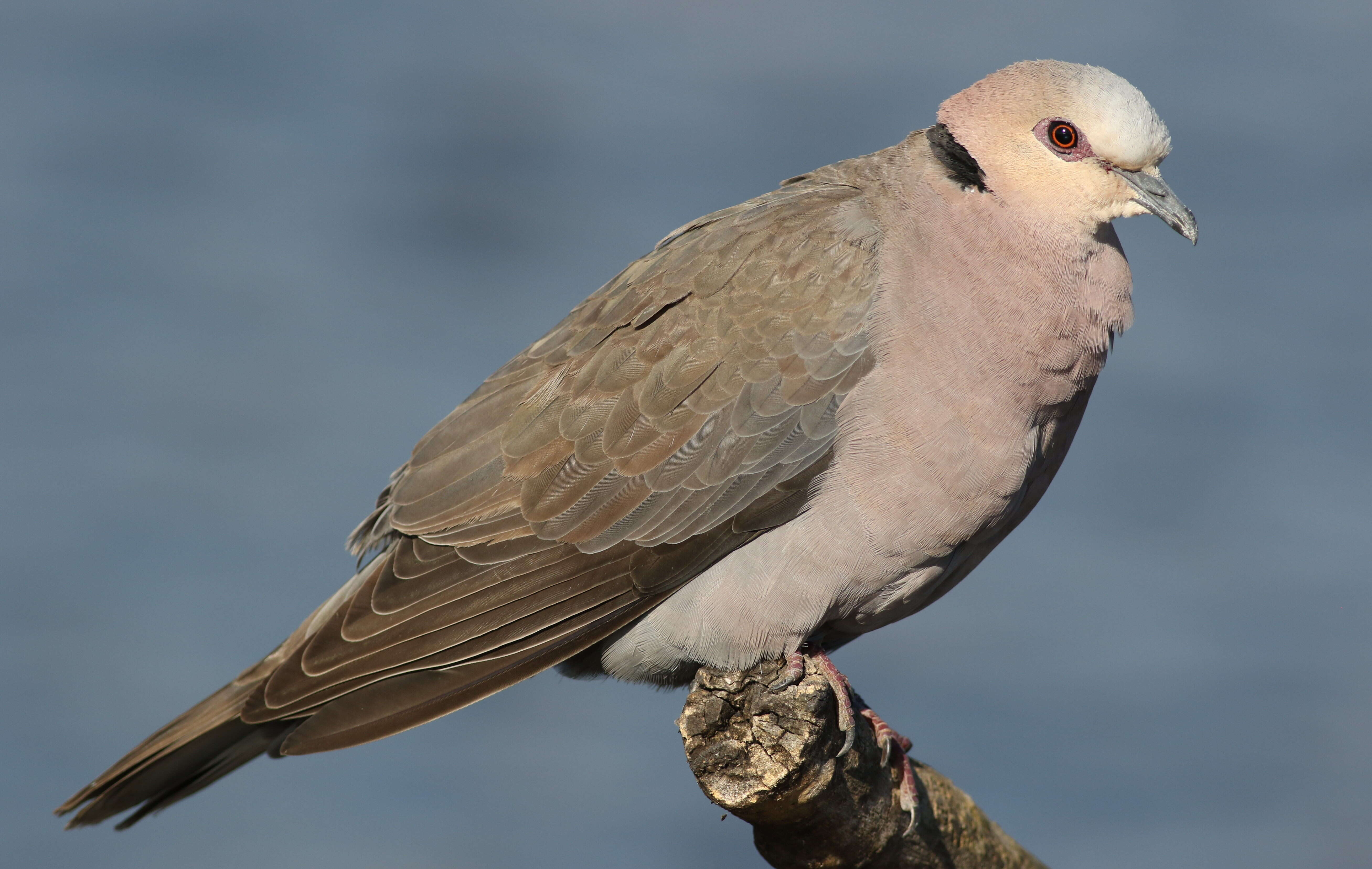 Image of Red-eyed Dove