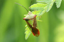 Image of Acanthosoma haemorrhoidale