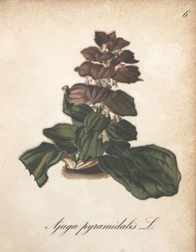 Image of Bugleweed