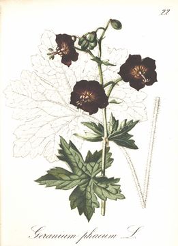 Image of geranium