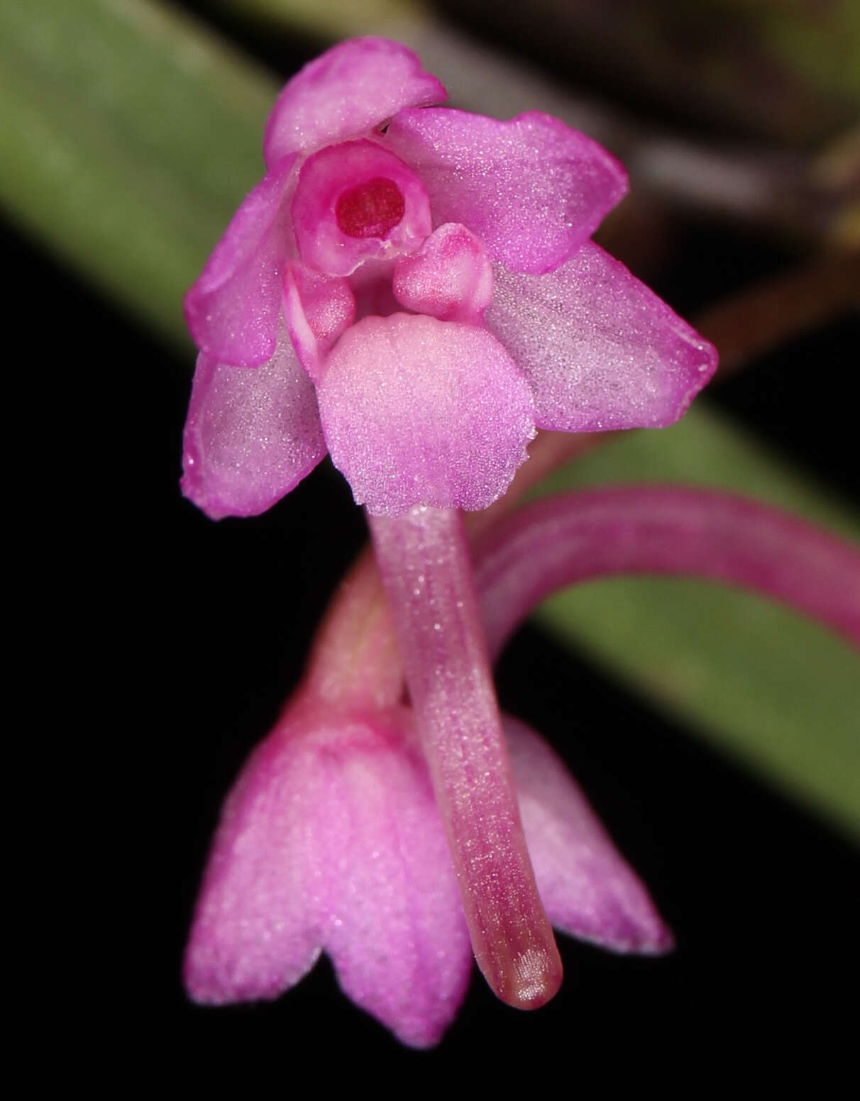 Image de Holcoglossum