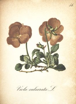 Image of Gesporntes Veilchen